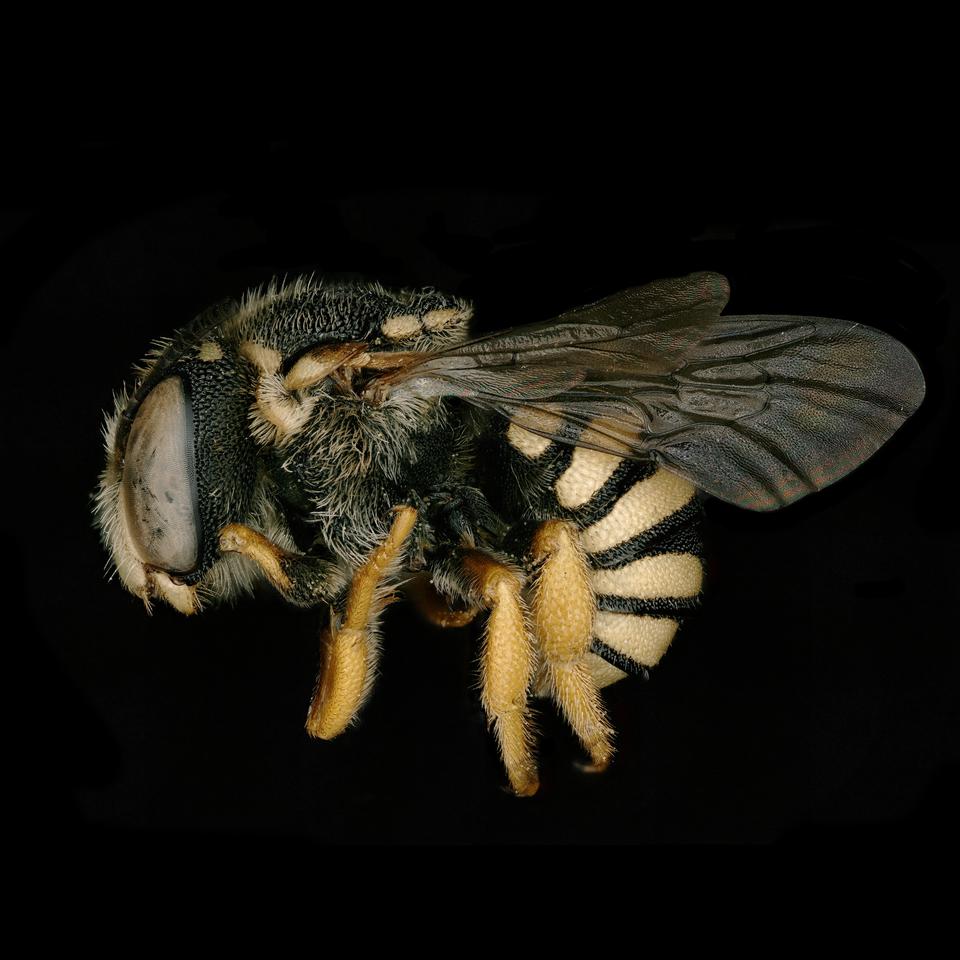 Free download high resolution image - free image free photo free stock image public domain picture  Macro of a Honey bee, Apis mellifer