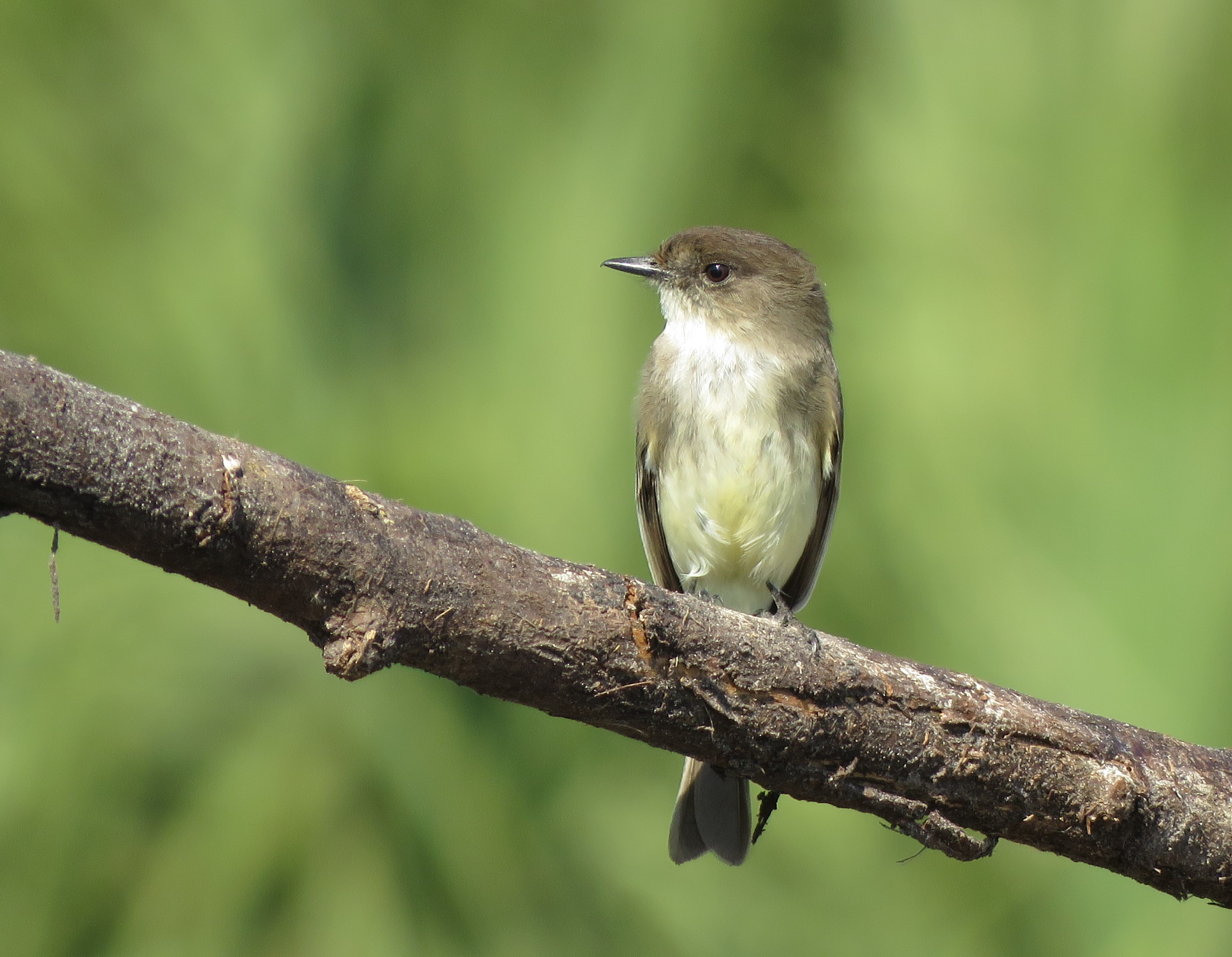 Free download high resolution image - free image free photo free stock image public domain picture -Eastern Phoebe perched on a branch