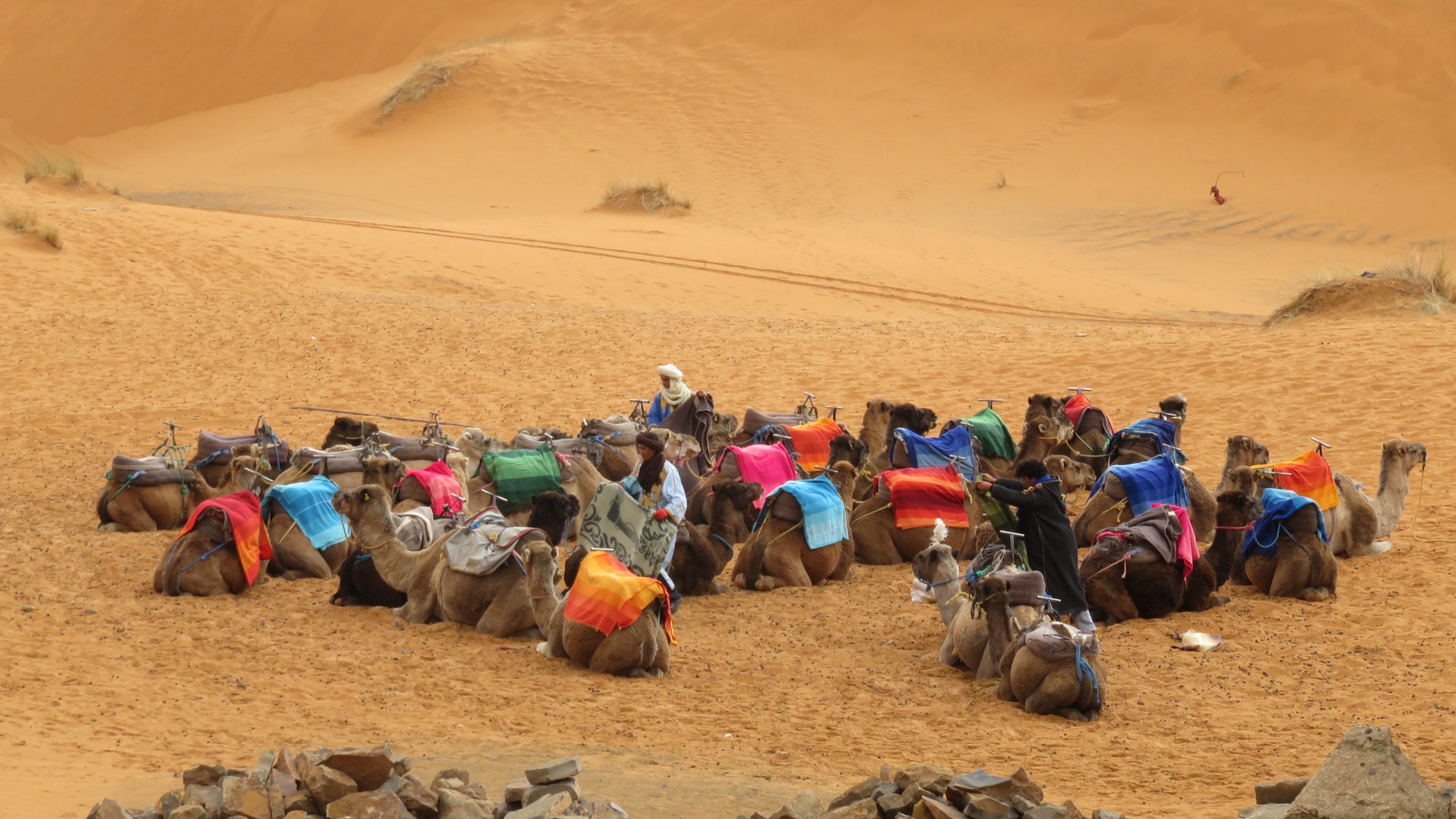 Free download high resolution image - free image free photo free stock image public domain picture -Camel caravan on sand dunes in the desert at sunrise