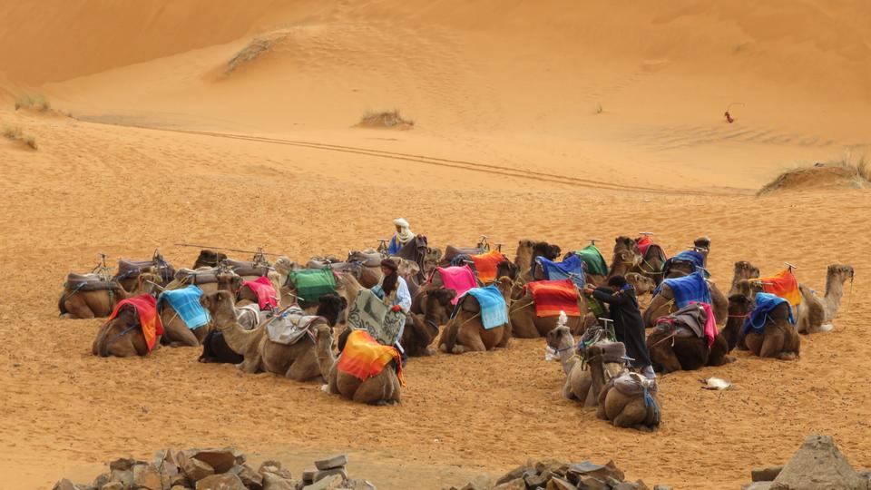 Free download high resolution image - free image free photo free stock image public domain picture  Camel caravan on sand dunes in the desert at sunrise