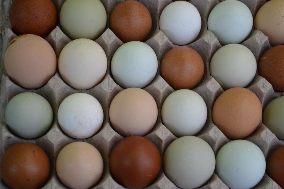 Free download high resolution image - free image free photo free stock image public domain picture  eggs