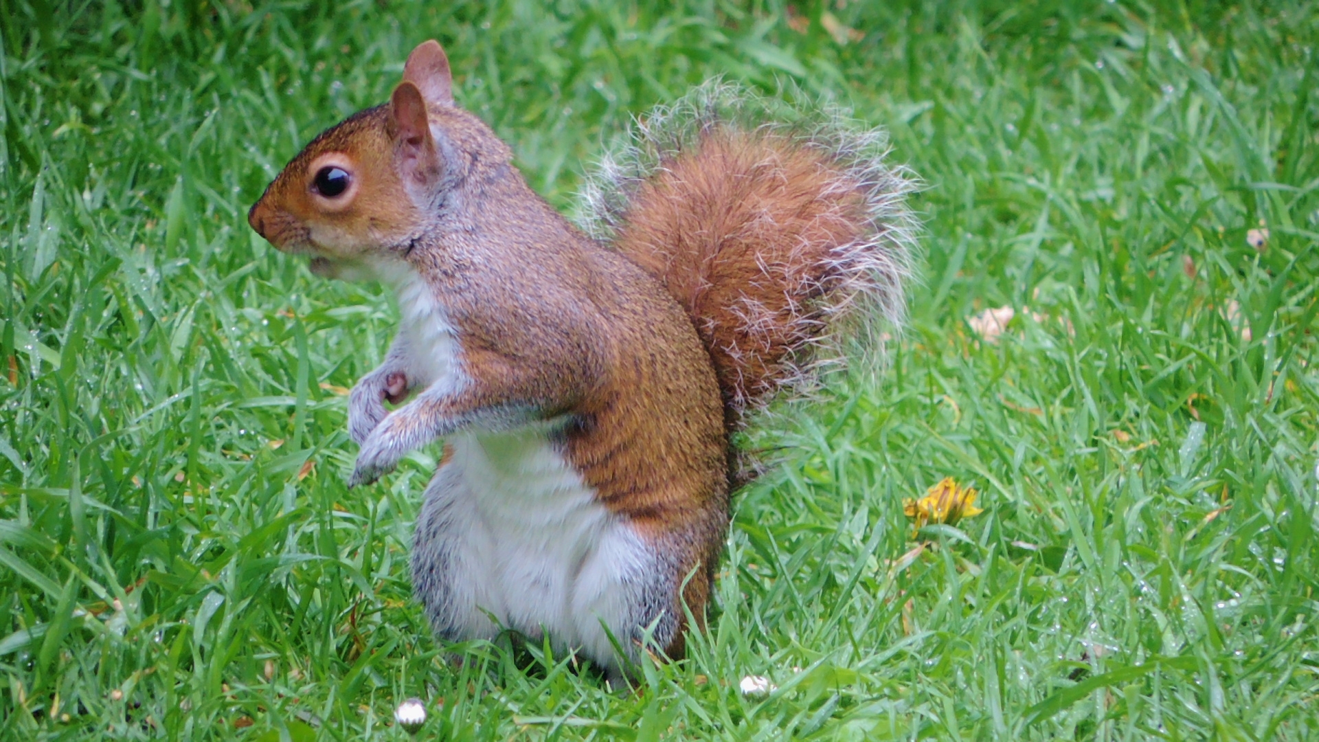 Free download high resolution image - free image free photo free stock image public domain picture -funny red squirrel sitting on grass