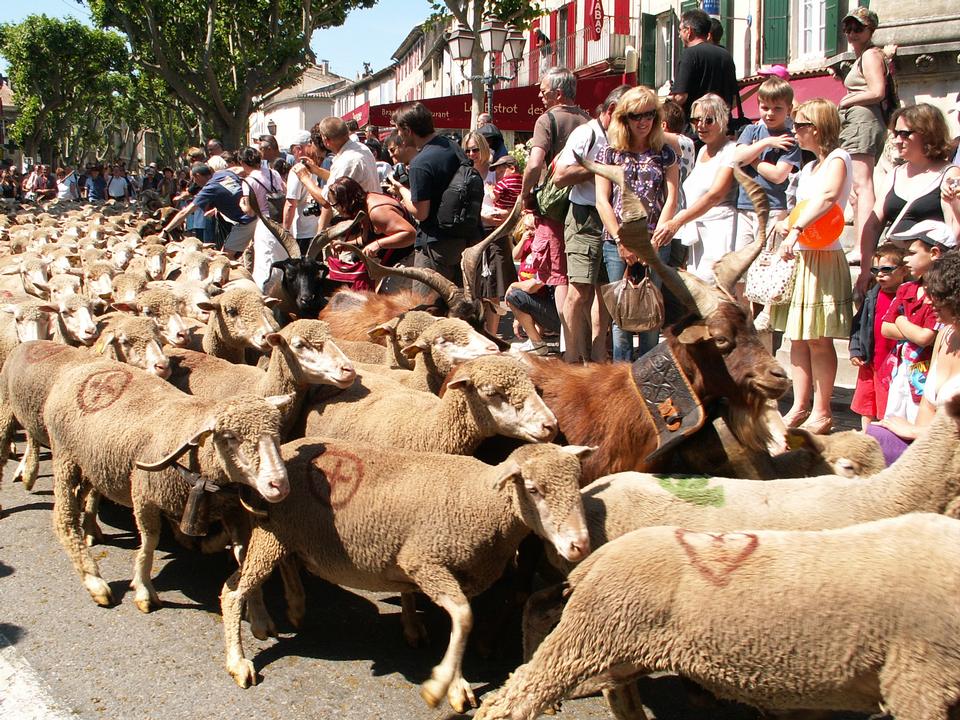 Free download high resolution image - free image free photo free stock image public domain picture  Herd of sheep walking in the streets