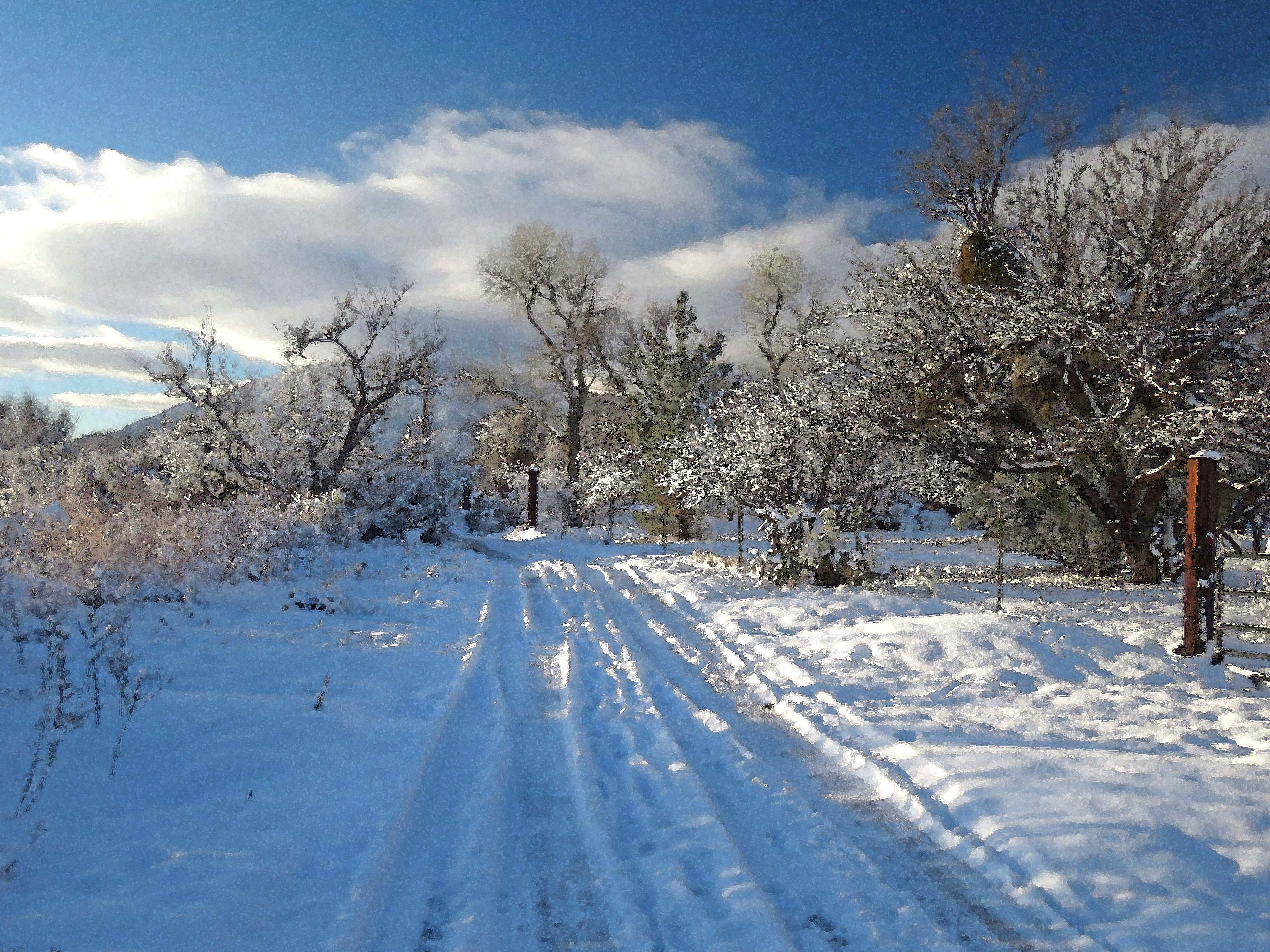 Free download high resolution image - free image free photo free stock image public domain picture -winter snowy forest