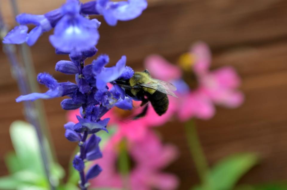 Free download high resolution image - free image free photo free stock image public domain picture  Blumble bee on flower