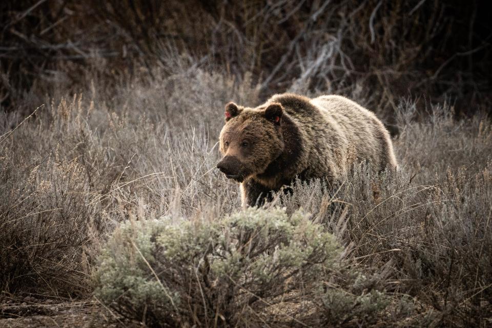 Free download high resolution image - free image free photo free stock image public domain picture  Grizzly Bear