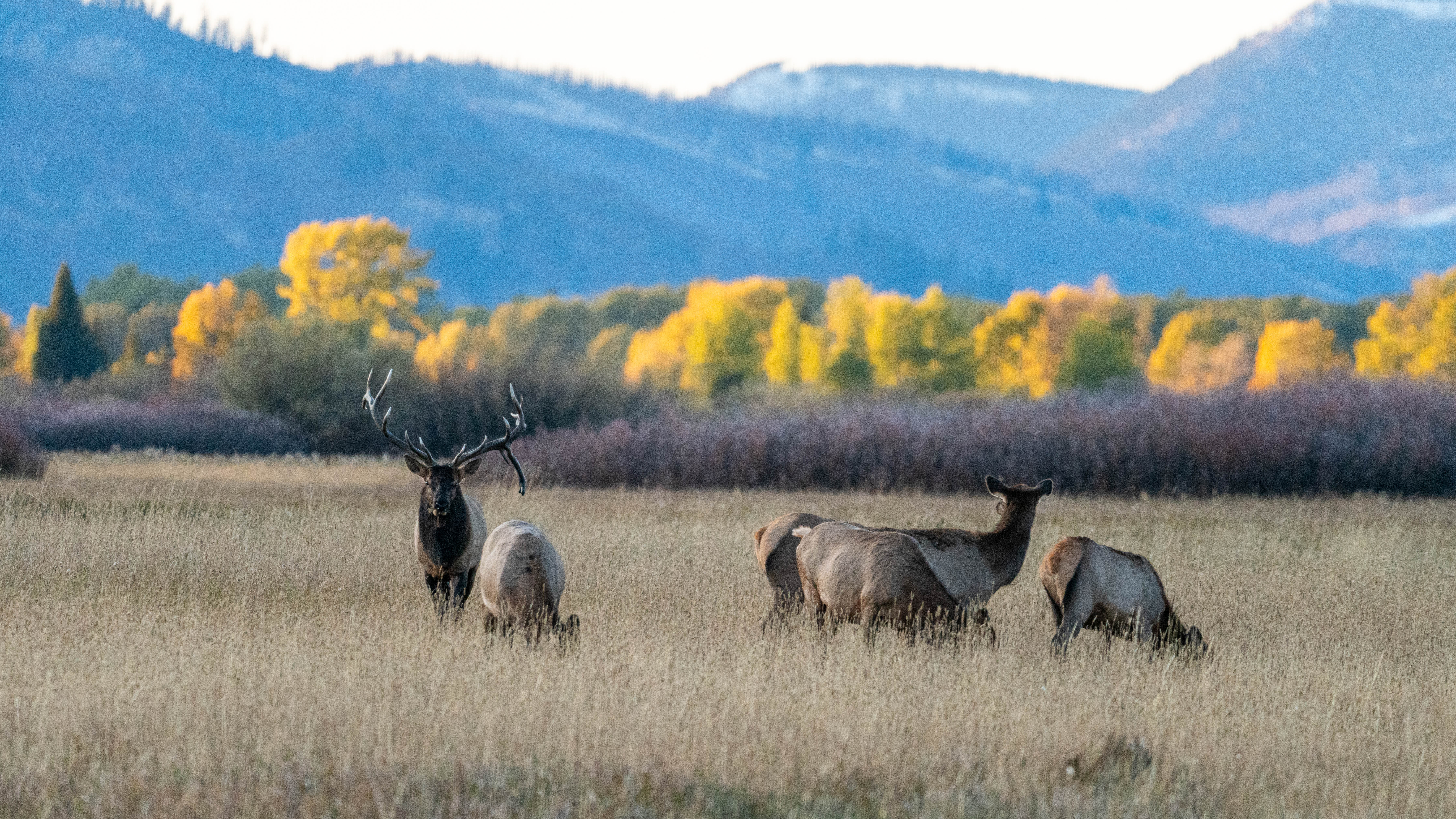 Free download high resolution image - free image free photo free stock image public domain picture -Bull Elk