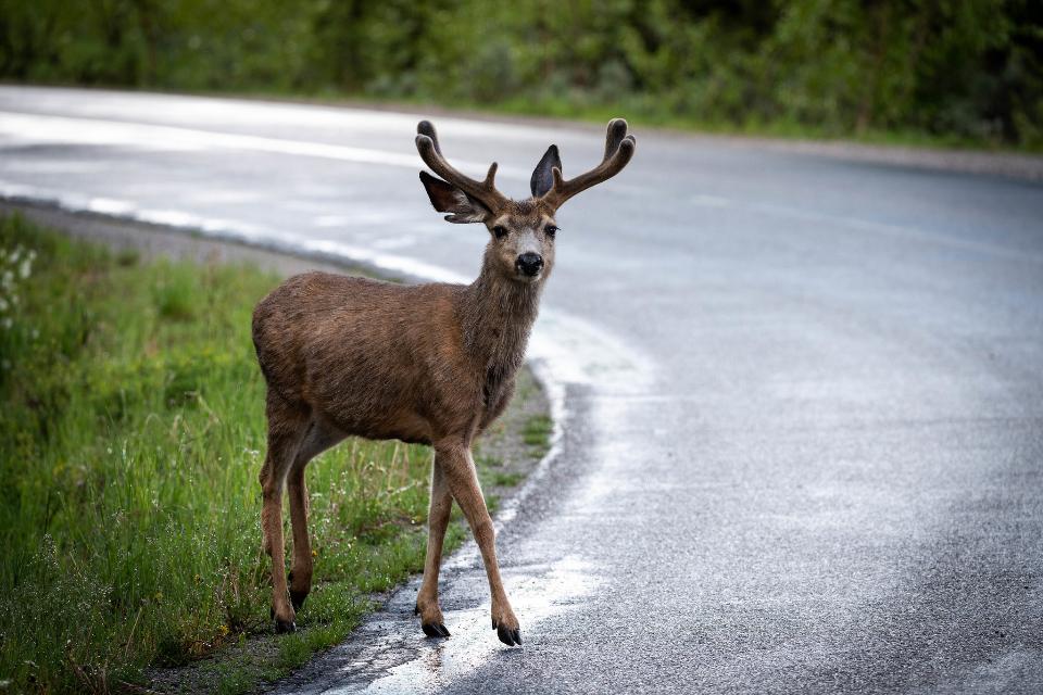 Free download high resolution image - free image free photo free stock image public domain picture  Bull Elk