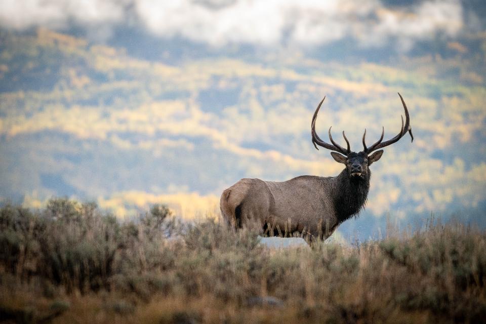 Free download high resolution image - free image free photo free stock image public domain picture  Bull Elk