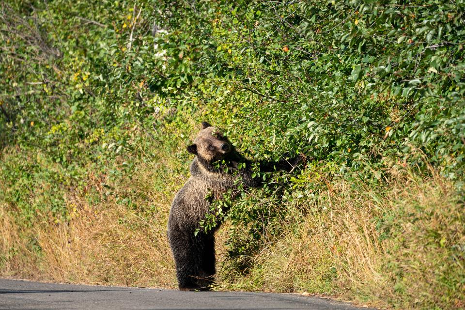 Free download high resolution image - free image free photo free stock image public domain picture  Grizzly Bear