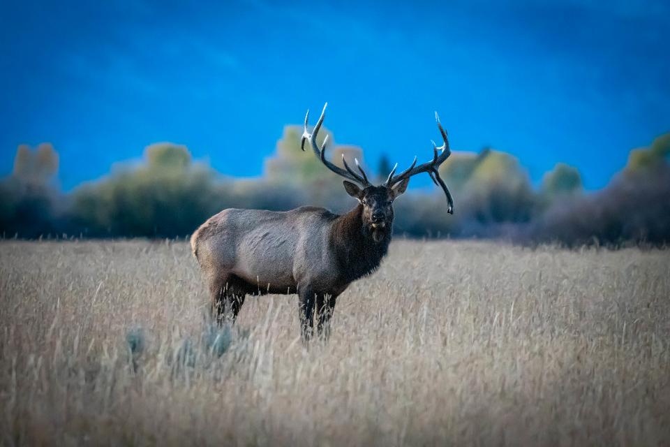 Free download high resolution image - free image free photo free stock image public domain picture  Bull Elk