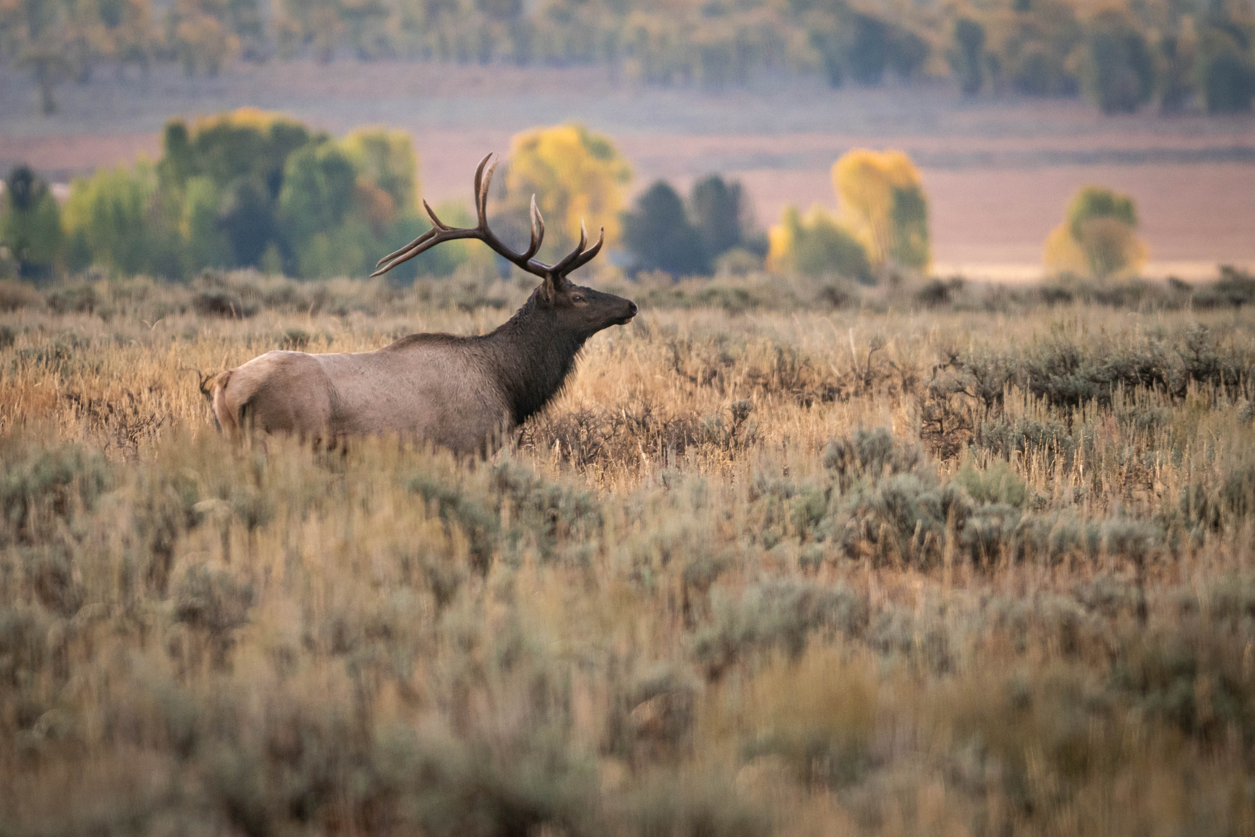 Free download high resolution image - free image free photo free stock image public domain picture -Bull Elk