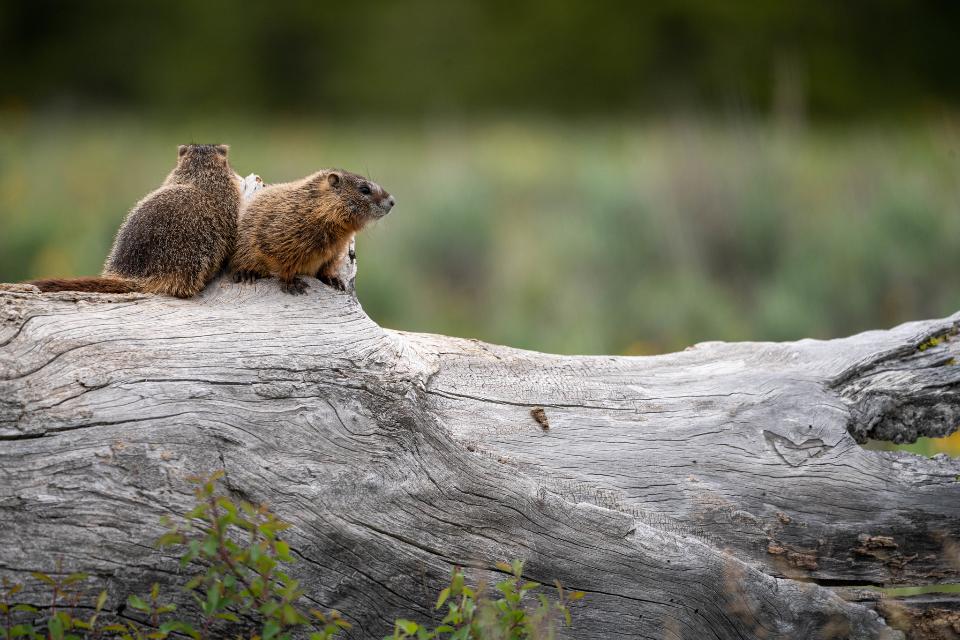 Free download high resolution image - free image free photo free stock image public domain picture  Beaver