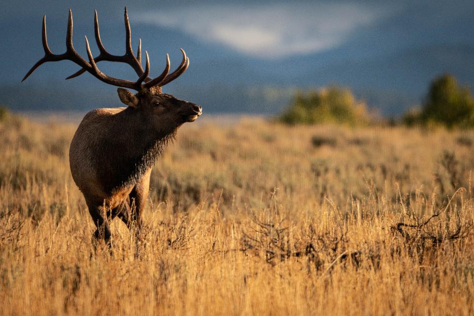 Free download high resolution image - free image free photo free stock image public domain picture  Bull Elk