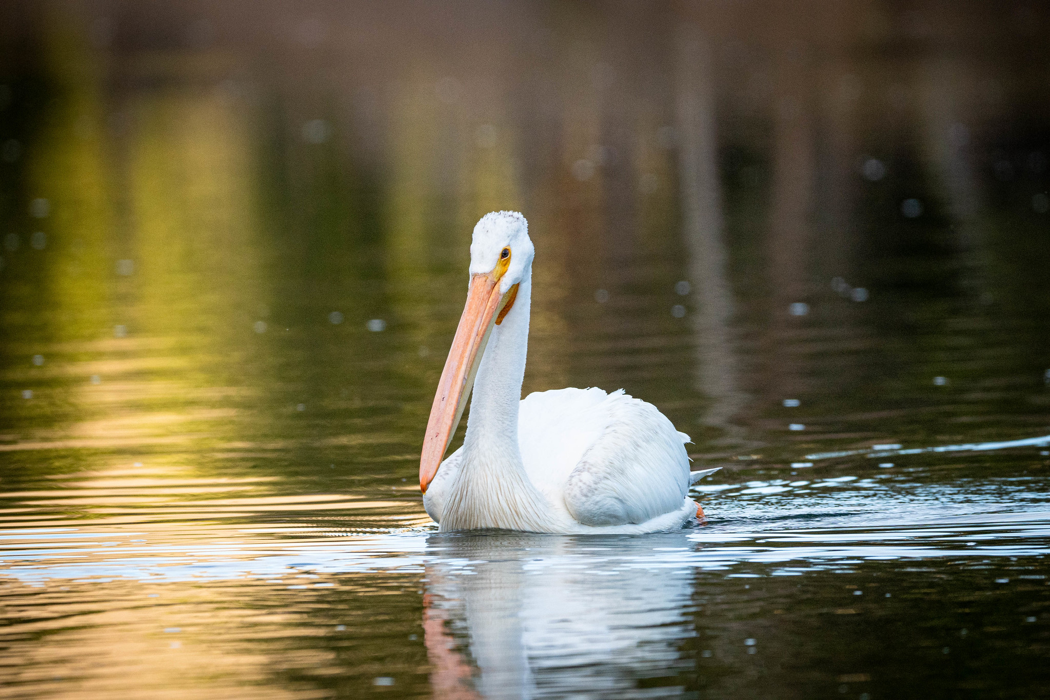 Free download high resolution image - free image free photo free stock image public domain picture -Pelican