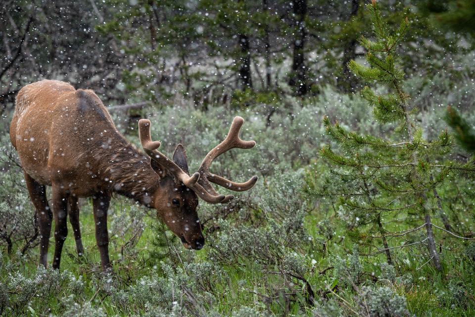 Free download high resolution image - free image free photo free stock image public domain picture  Bull Elk