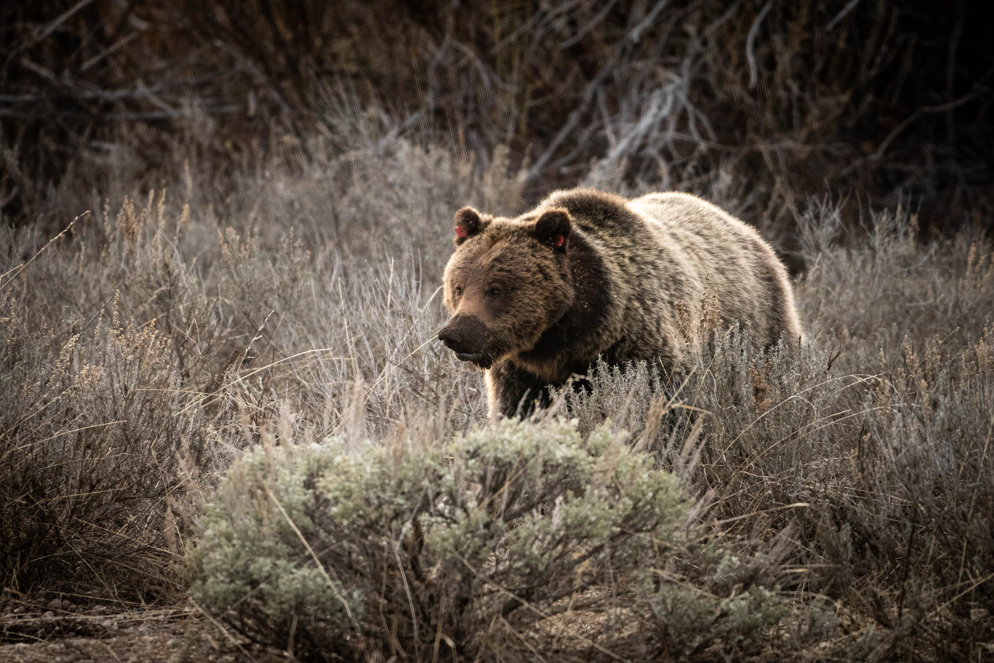 Free download high resolution image - free image free photo free stock image public domain picture -Grizzly Bear