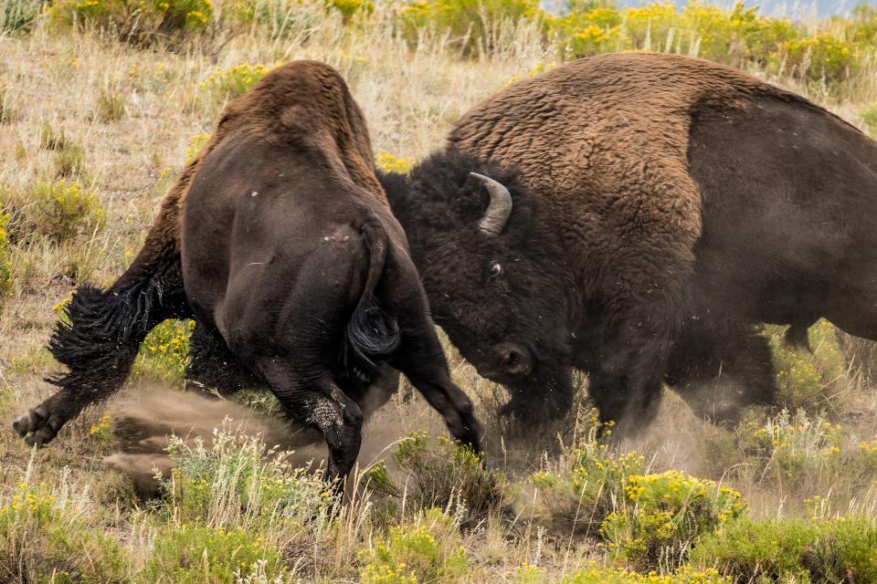 Free download high resolution image - free image free photo free stock image public domain picture  Battle of the Bison