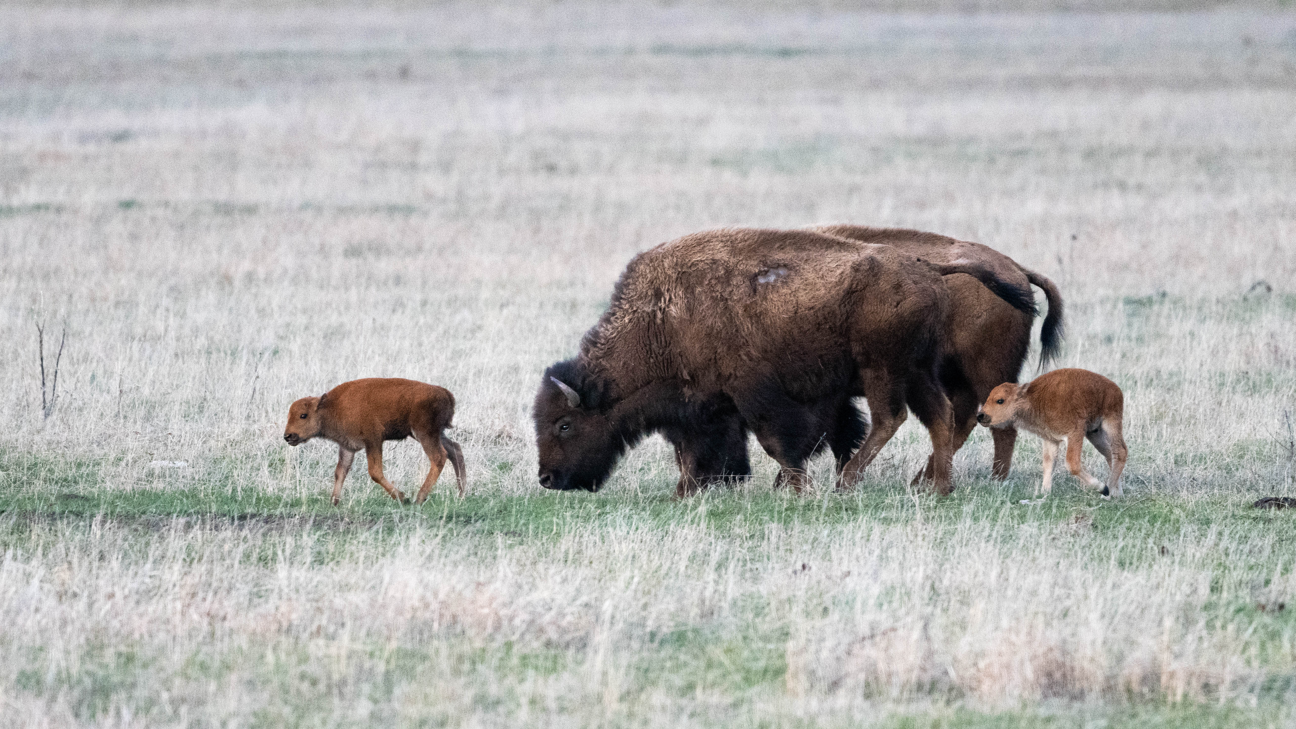 Free download high resolution image - free image free photo free stock image public domain picture -Bison Calves and Cow