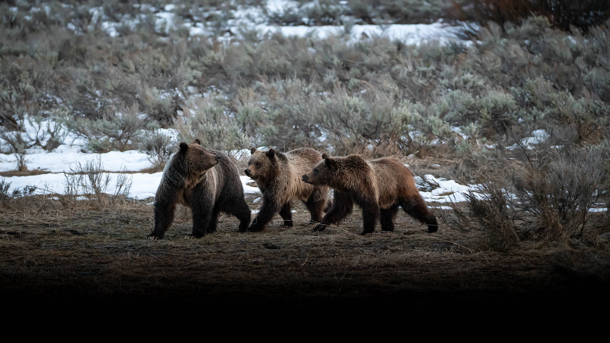 Free download high resolution image - free image free photo free stock image public domain picture -Grizzly Sow and cubs