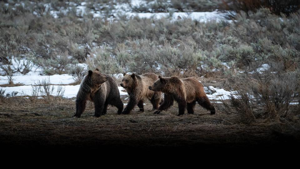 Free download high resolution image - free image free photo free stock image public domain picture  Grizzly Sow and cubs