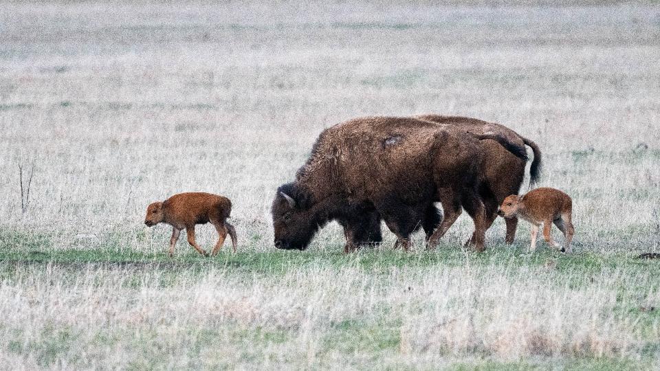 Free download high resolution image - free image free photo free stock image public domain picture  Bison Calves and Cow