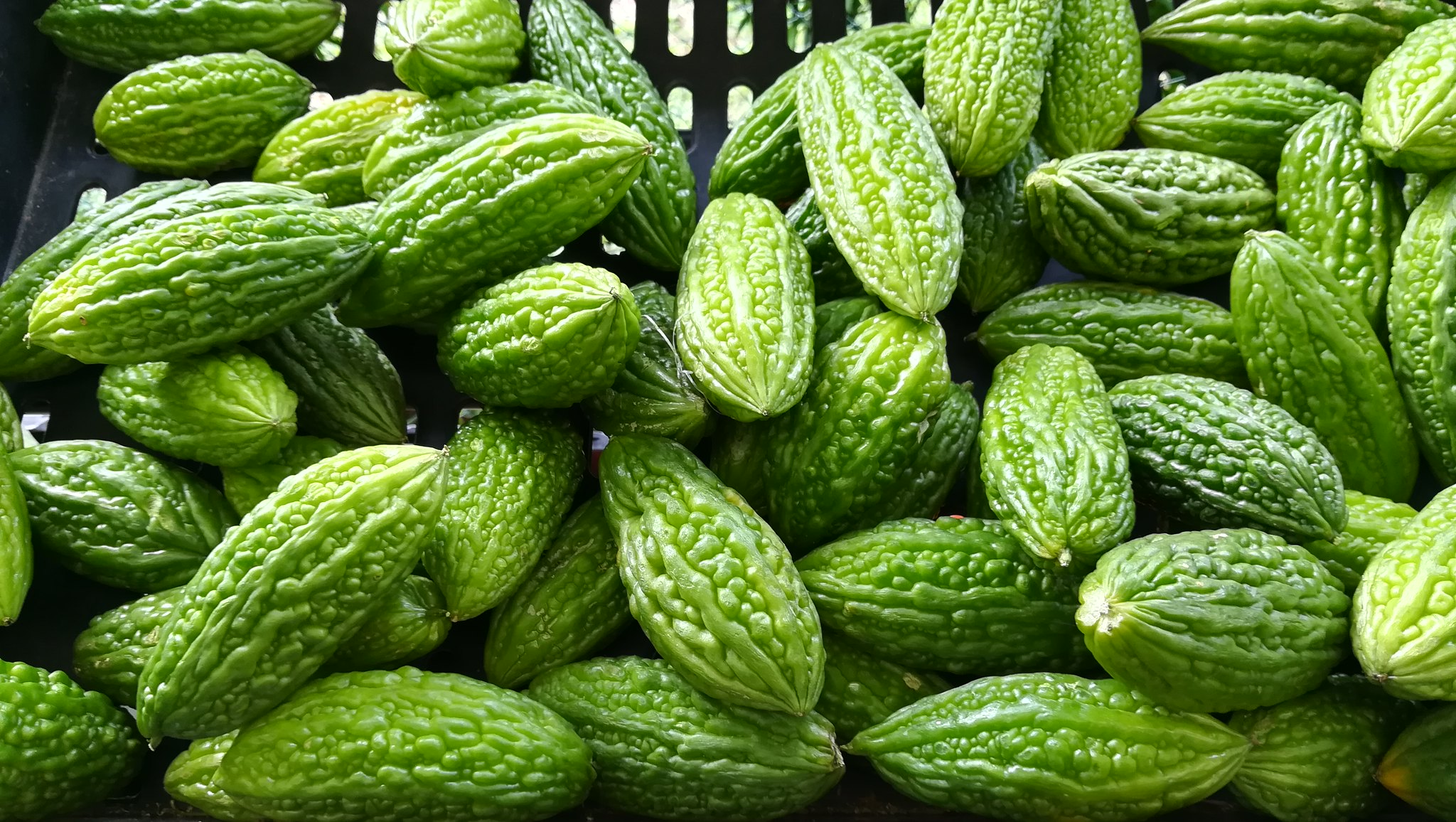 Free download high resolution image - free image free photo free stock image public domain picture -bitter gourd