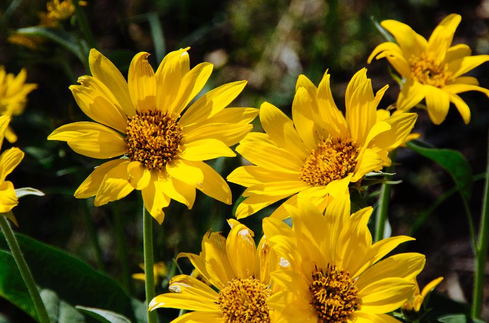 Free download high resolution image - free image free photo free stock image public domain picture  Wildflowers in Grand Teton National Park