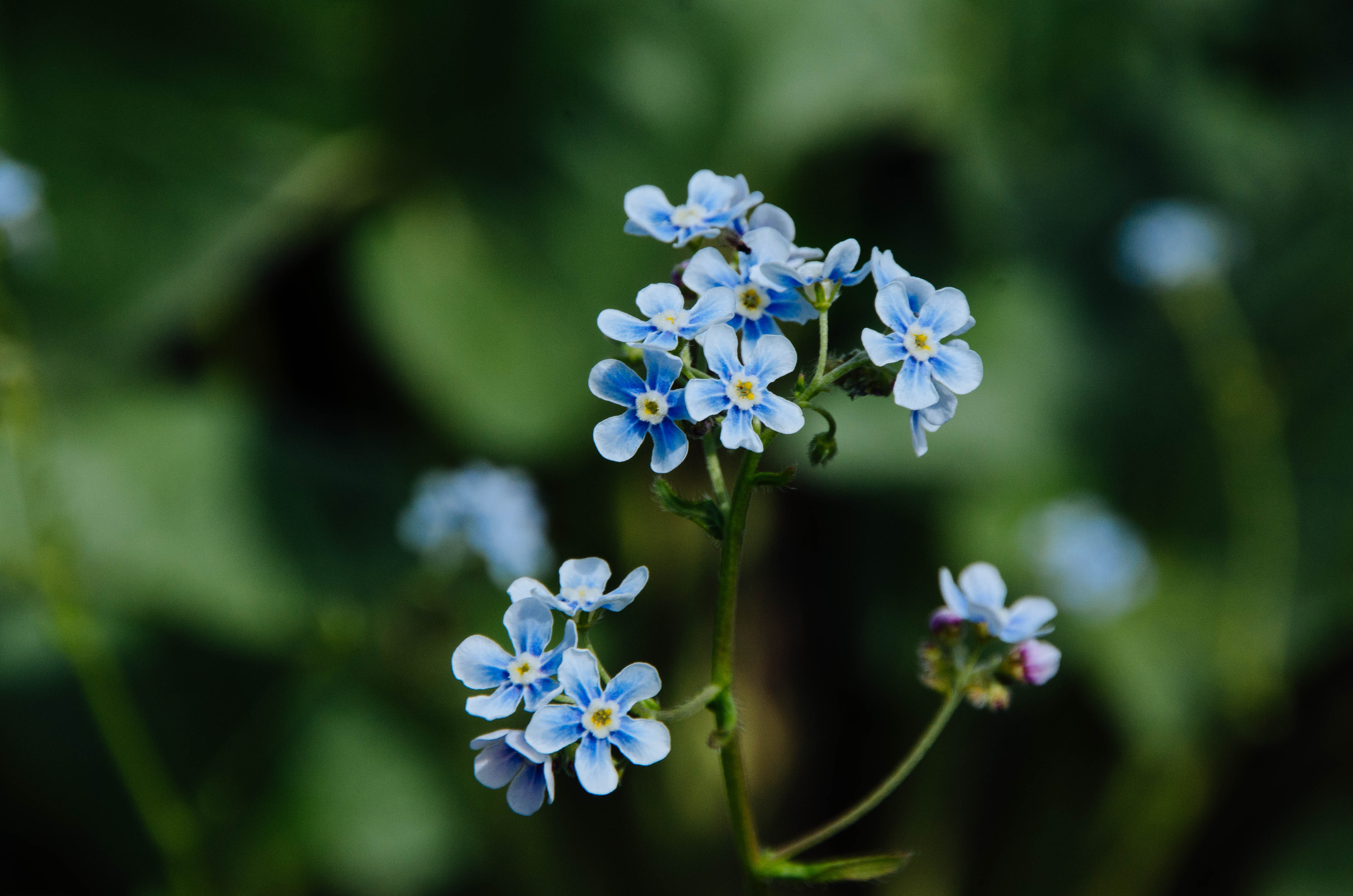 Free download high resolution image - free image free photo free stock image public domain picture -Wildflowers in Grand Teton National Park