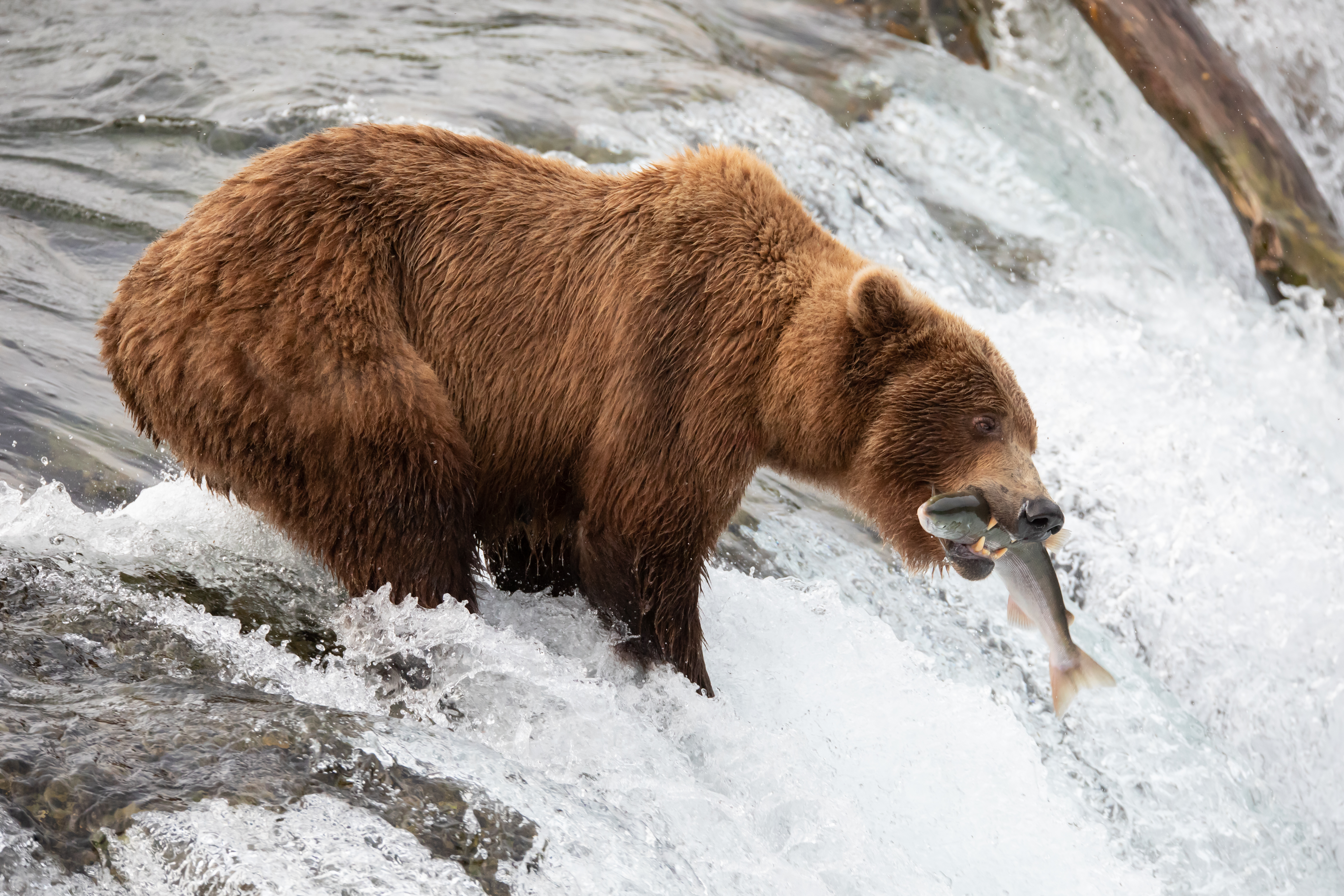 Free download high resolution image - free image free photo free stock image public domain picture -Fat Bear