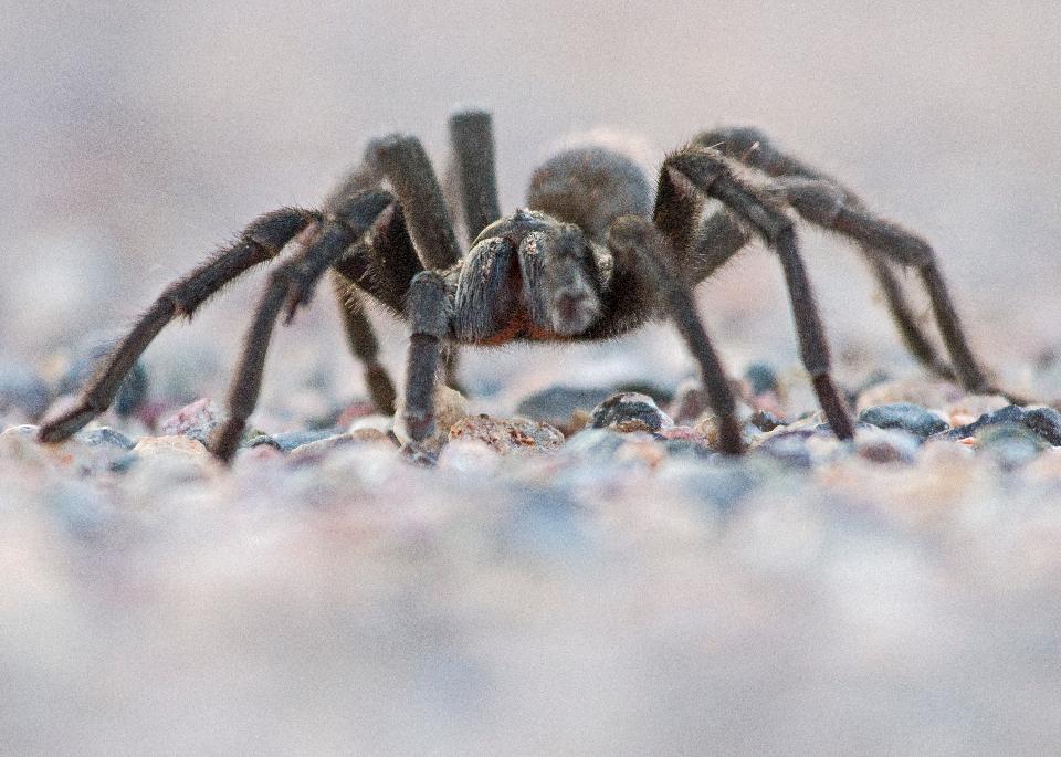 Free download high resolution image - free image free photo free stock image public domain picture  Spider On Rock Close up