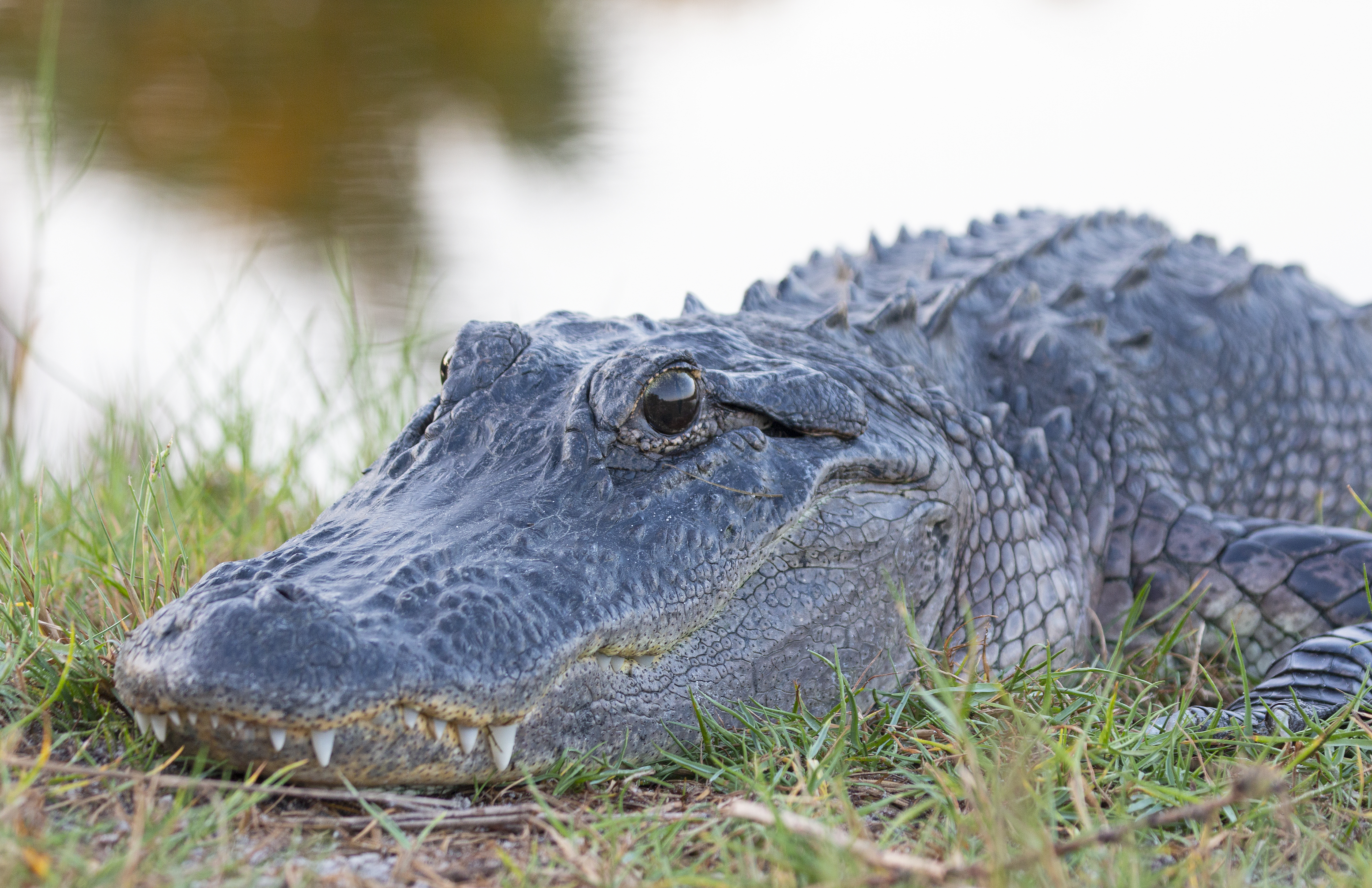 Free download high resolution image - free image free photo free stock image public domain picture -American alligator