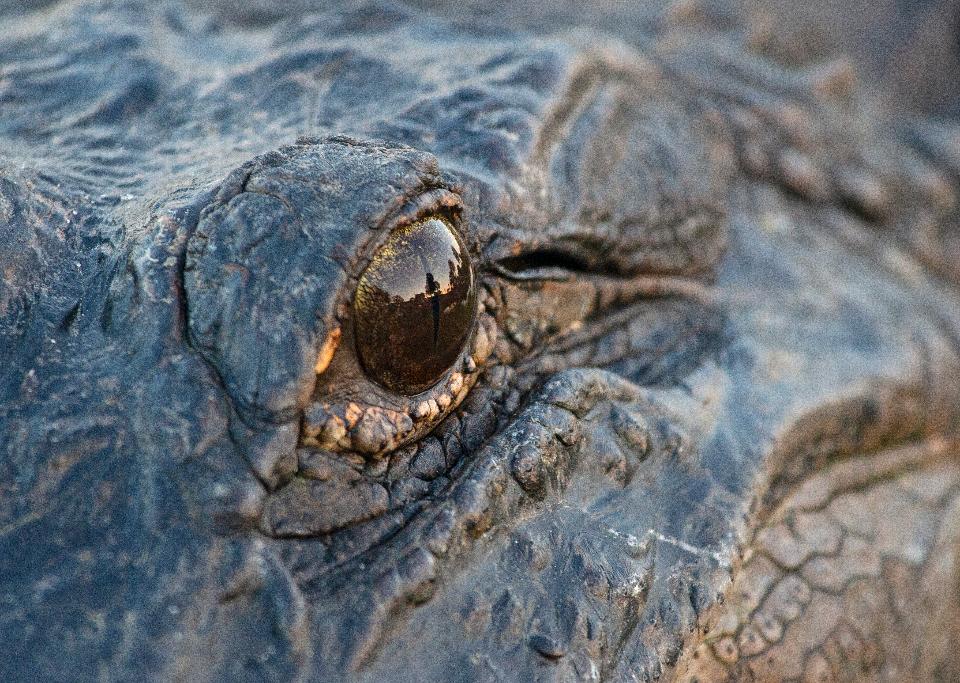 Free download high resolution image - free image free photo free stock image public domain picture  American alligator