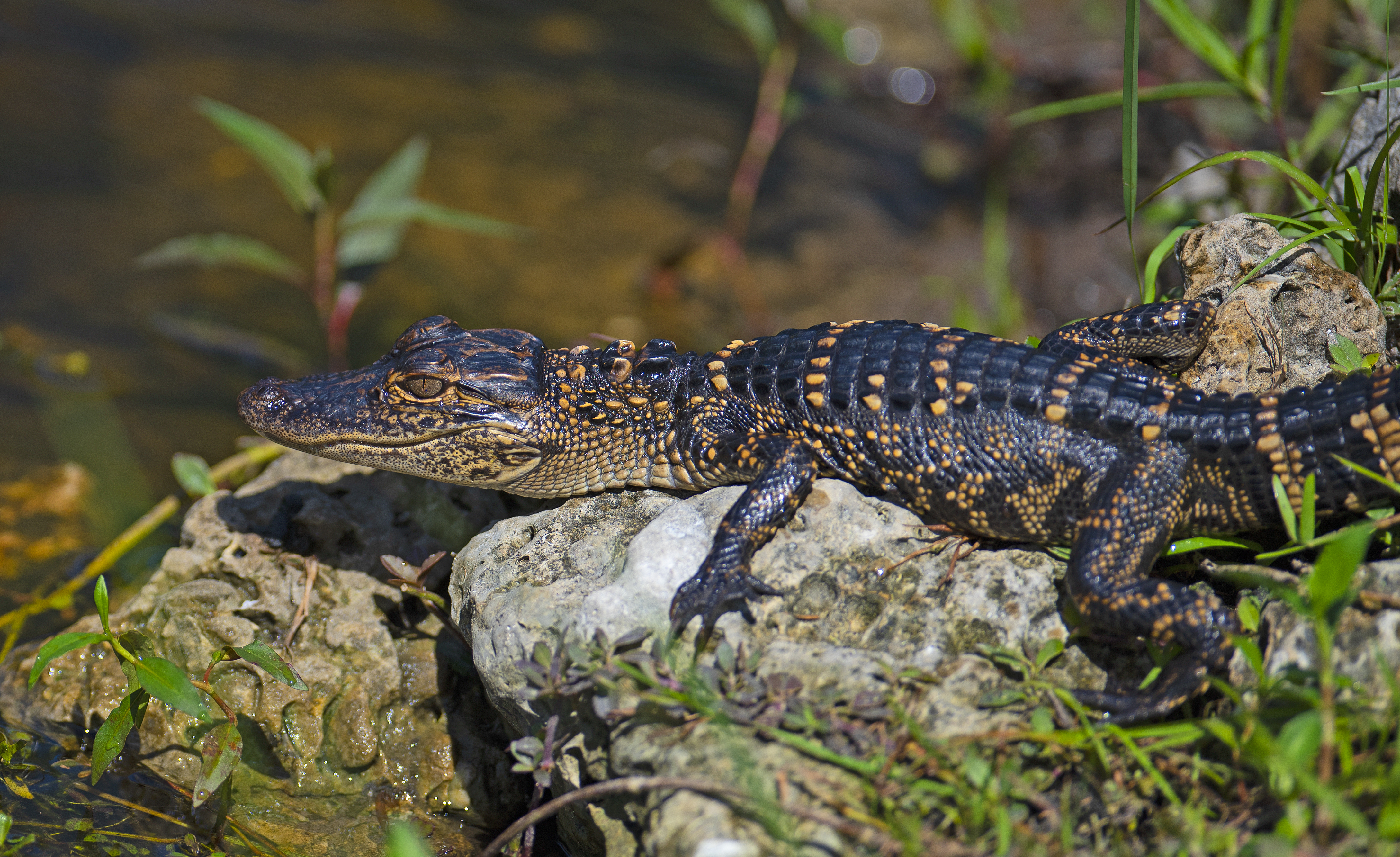 Free download high resolution image - free image free photo free stock image public domain picture -American alligator