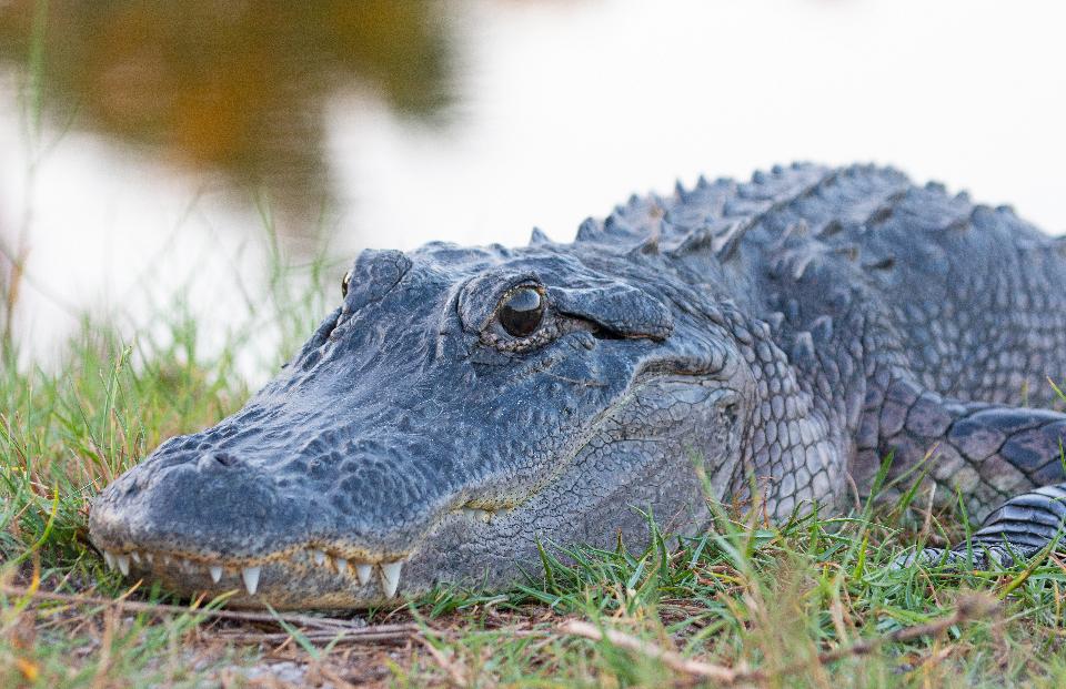 Free download high resolution image - free image free photo free stock image public domain picture  American alligator