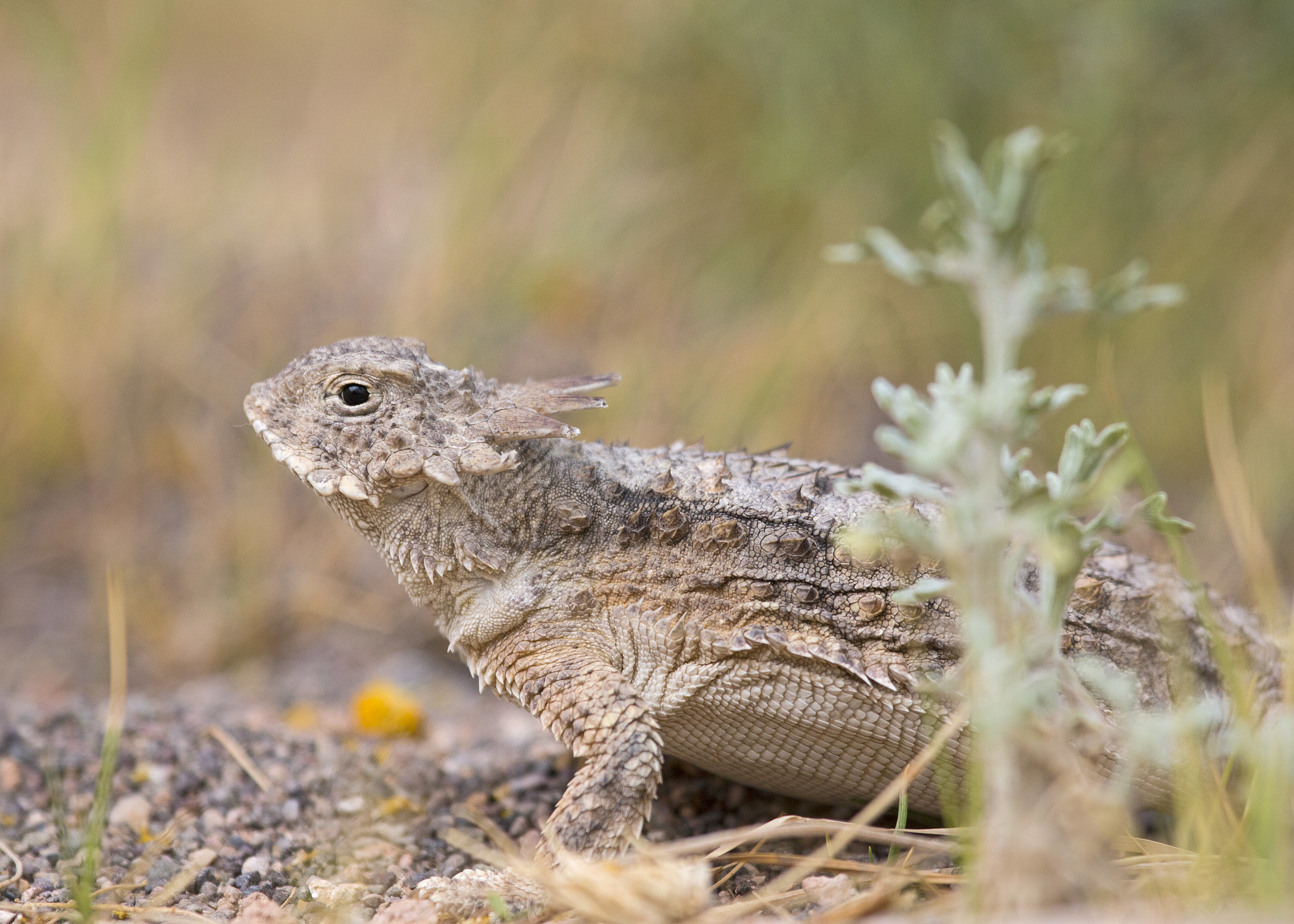 Free download high resolution image - free image free photo free stock image public domain picture -Texas horned lizard