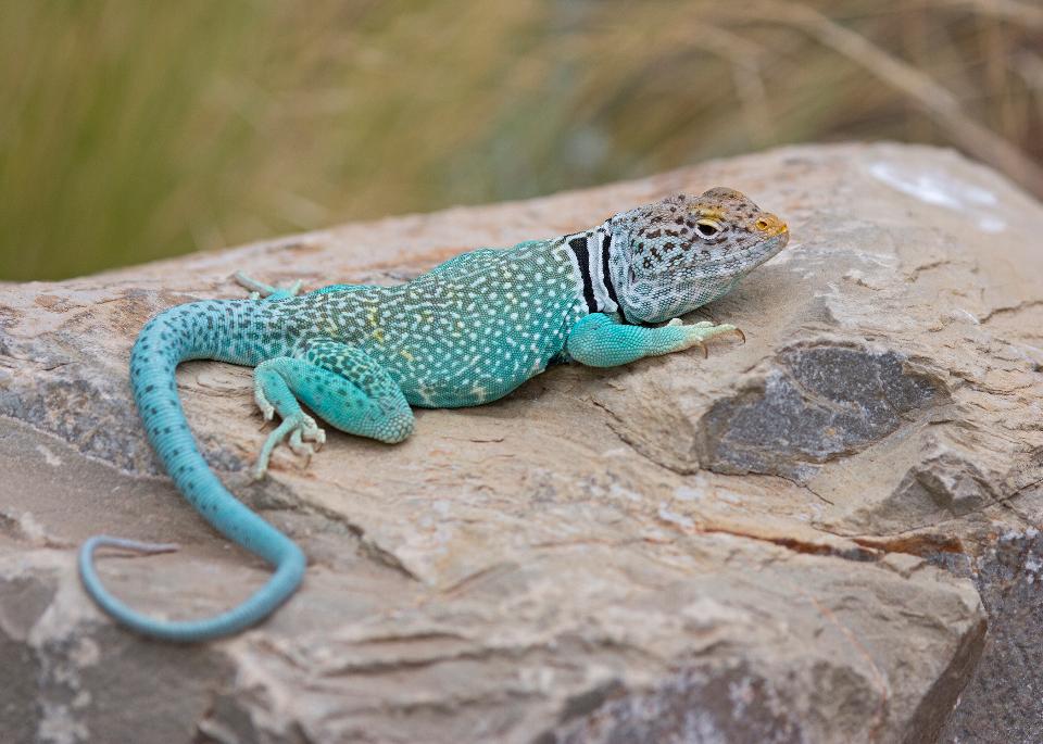 Free download high resolution image - free image free photo free stock image public domain picture  A colorful male Collared Lizard on the rock