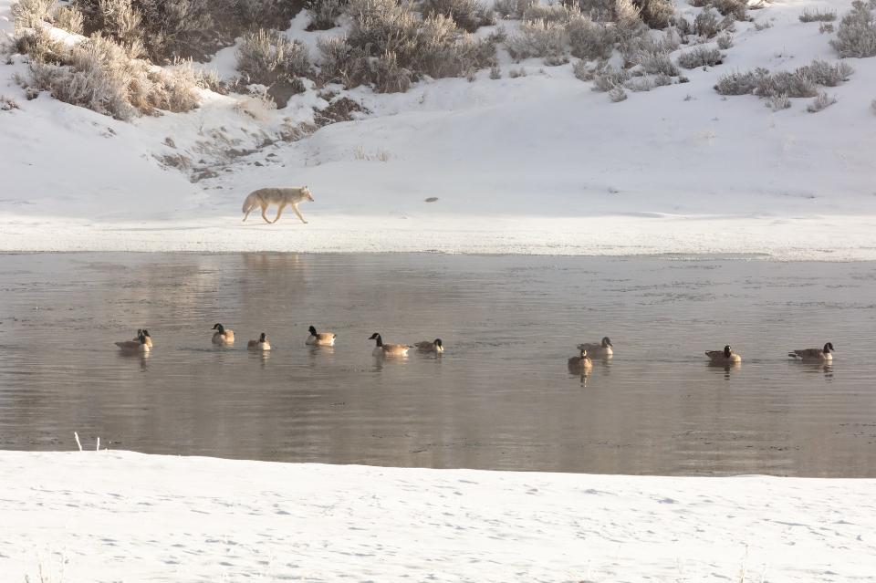 Free download high resolution image - free image free photo free stock image public domain picture  Coyote walks along the Yellowstone River with Canada geese