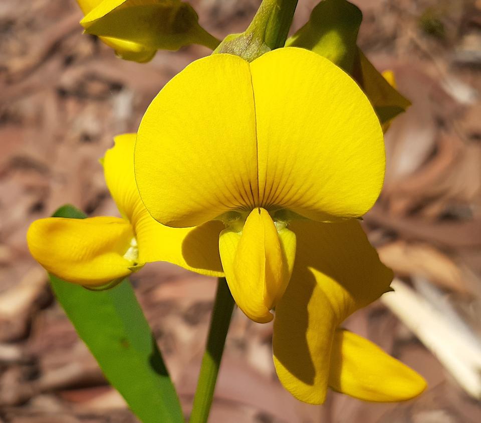 Free download high resolution image - free image free photo free stock image public domain picture  yellow flower