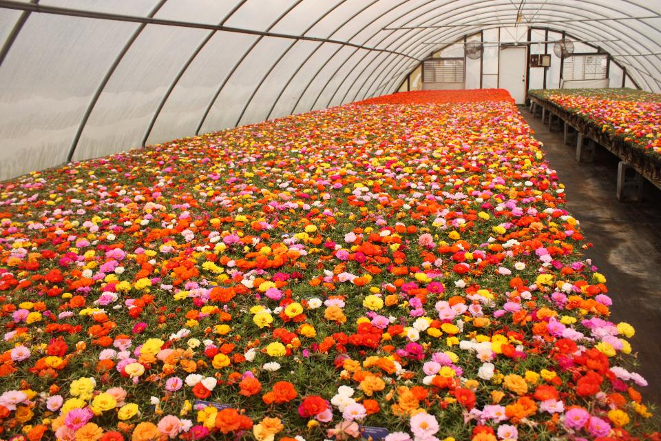 Free download high resolution image - free image free photo free stock image public domain picture  Flowers in a Greenhouse