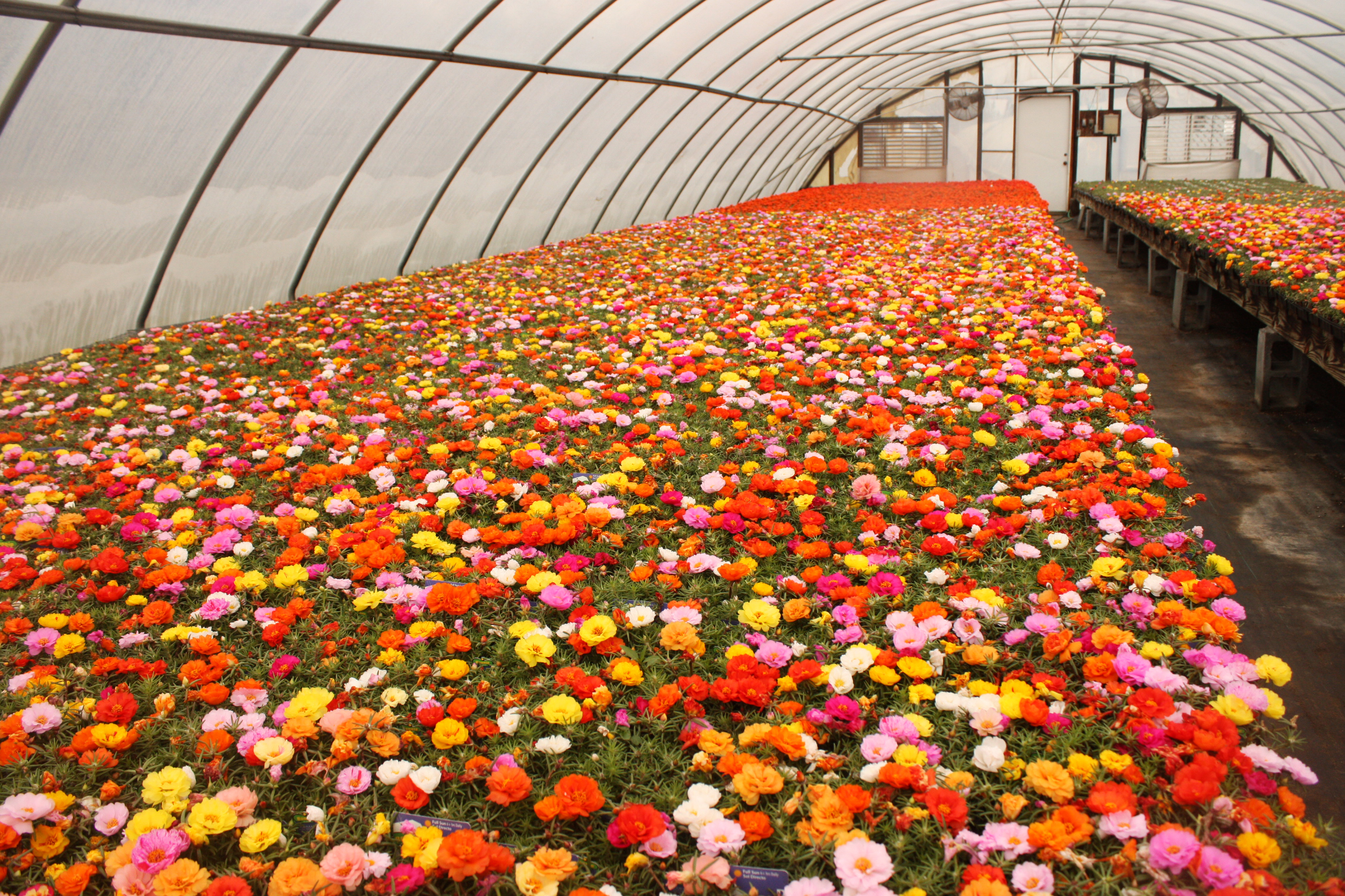 Free download high resolution image - free image free photo free stock image public domain picture -Flowers in a Greenhouse