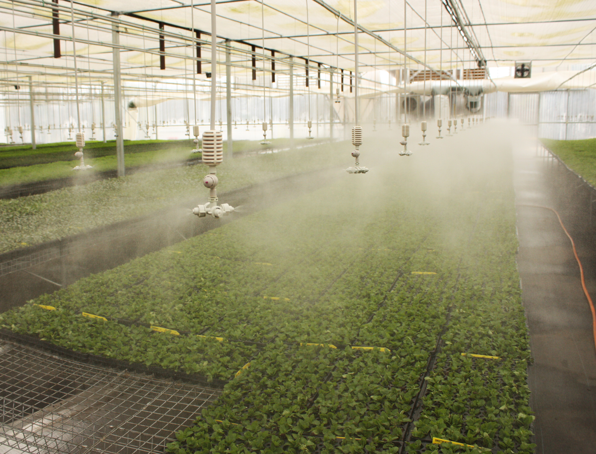 Free download high resolution image - free image free photo free stock image public domain picture -Irrigation in a Greenhouse