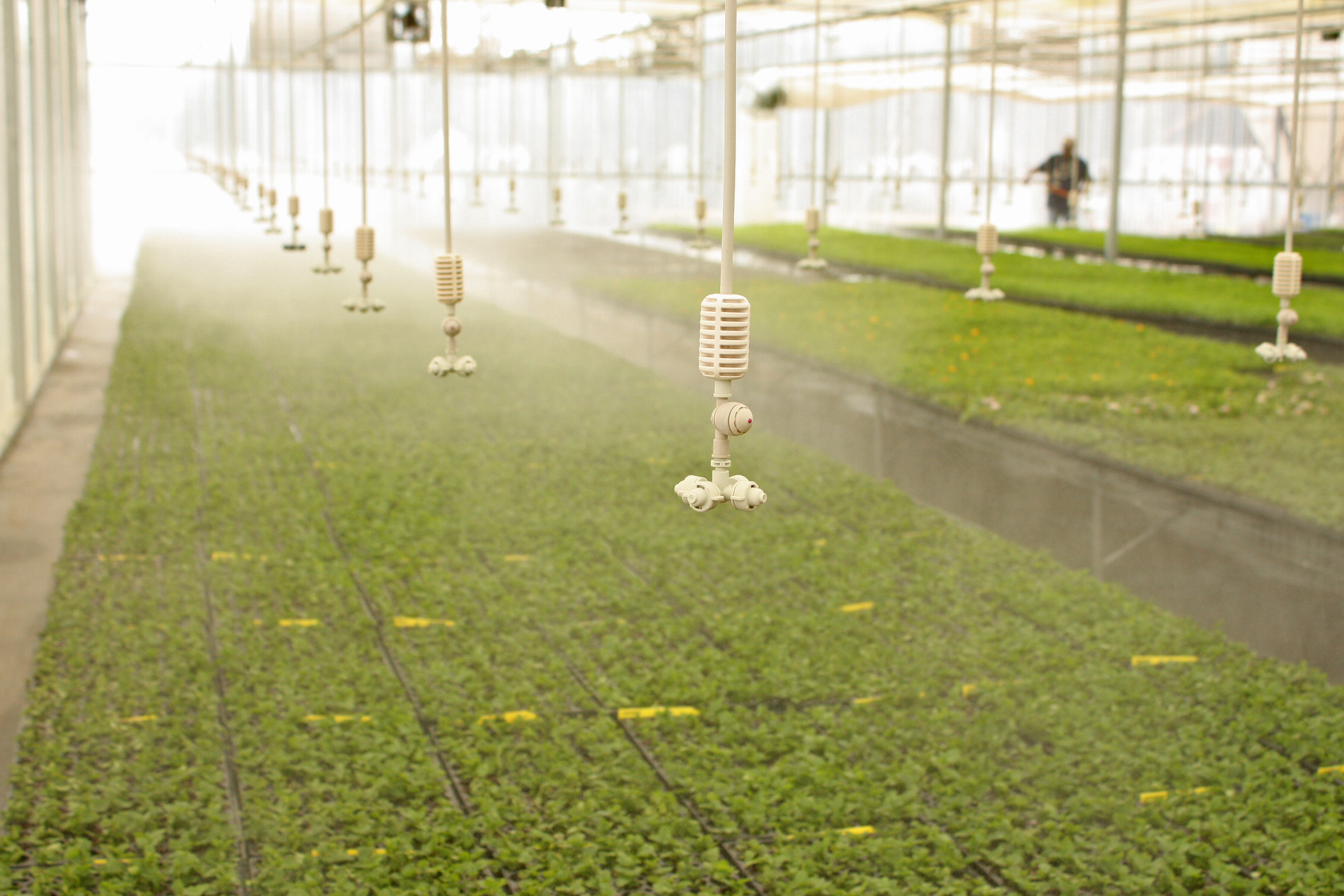 Free download high resolution image - free image free photo free stock image public domain picture -Irrigation in a Greenhouse