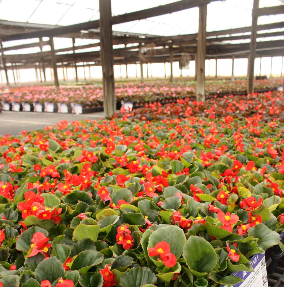 Free download high resolution image - free image free photo free stock image public domain picture  Flowers in a Greenhouse