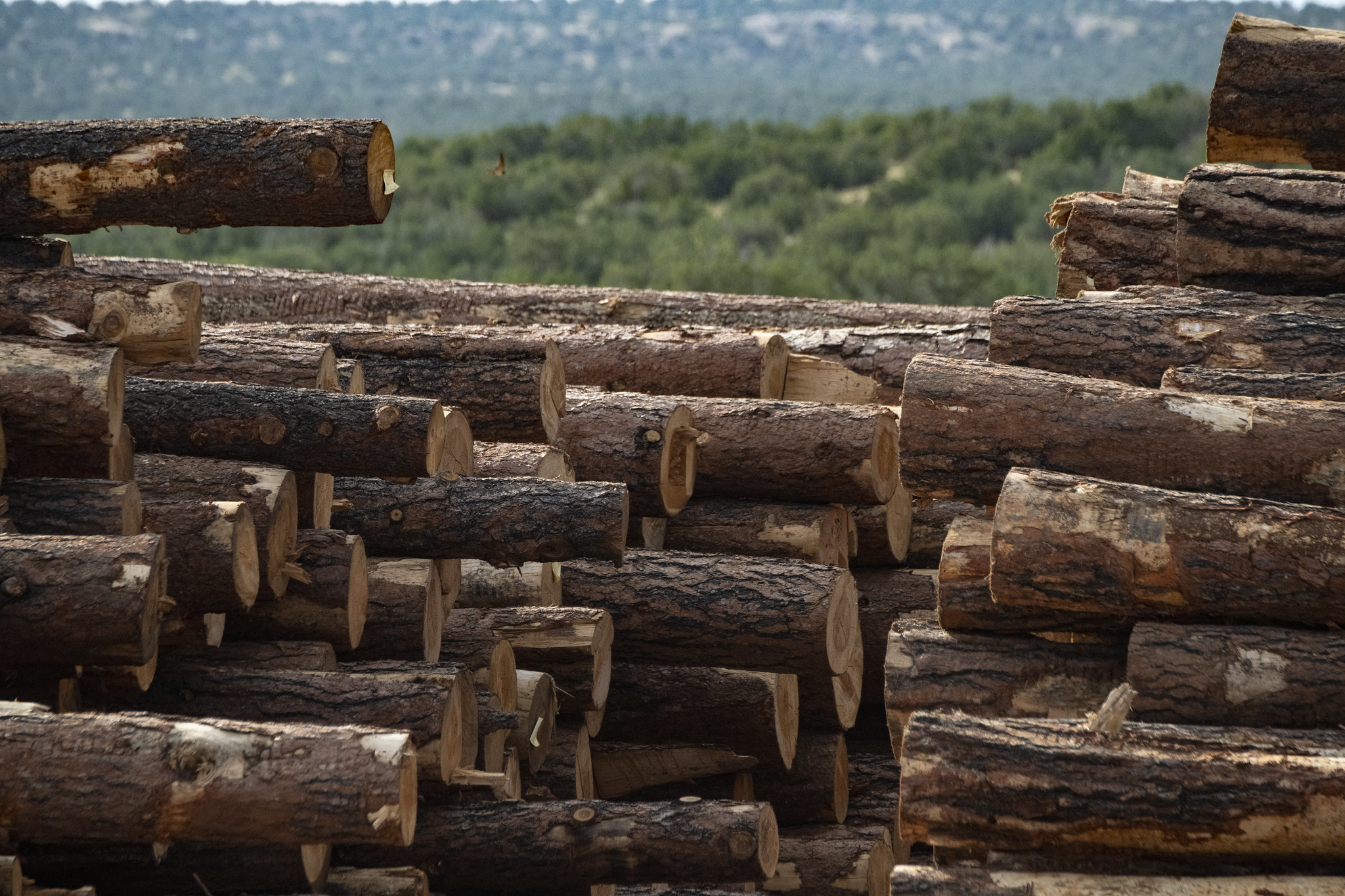 Free download high resolution image - free image free photo free stock image public domain picture -Small diameter tree timber harvested