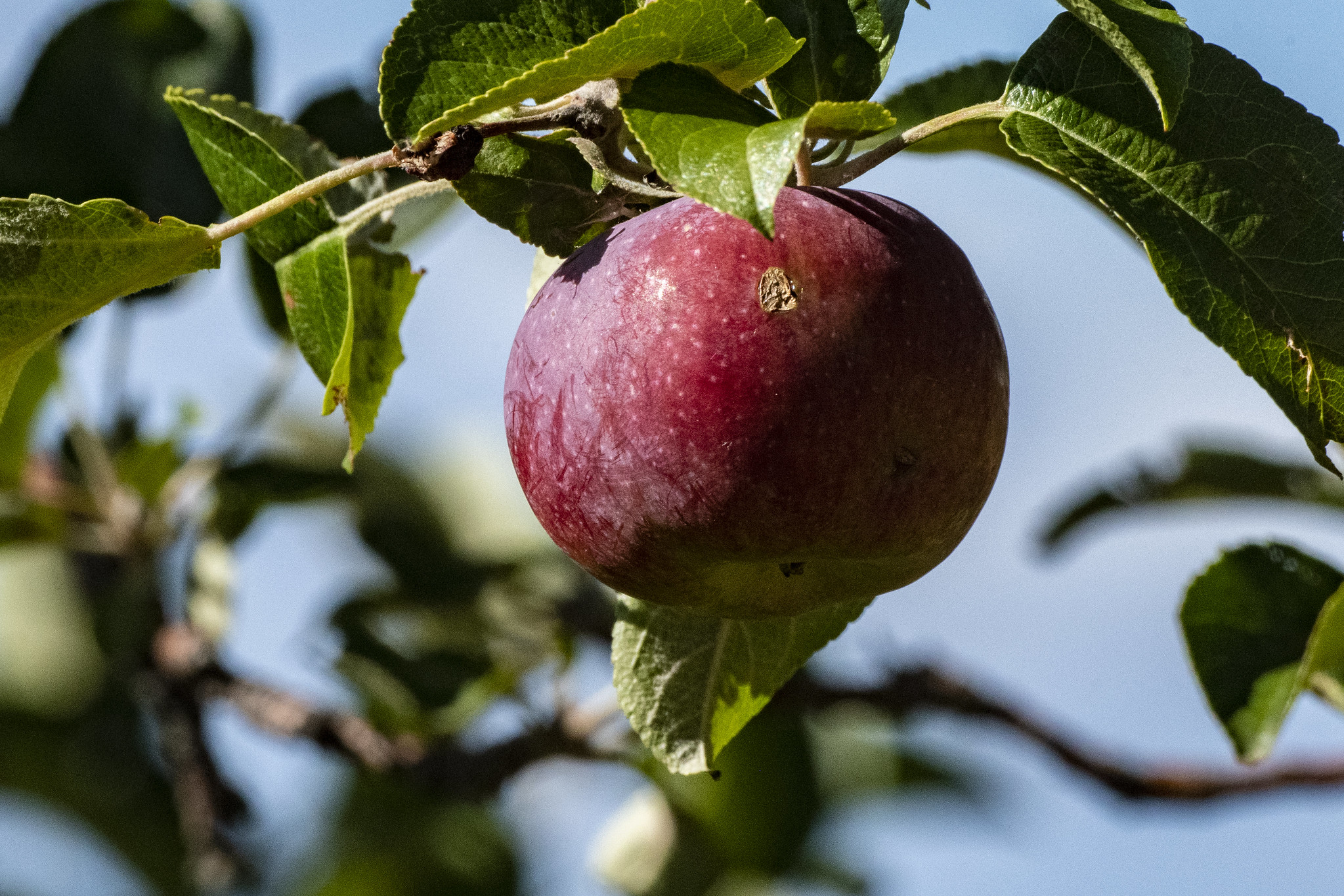 Free download high resolution image - free image free photo free stock image public domain picture -fresh and juicy apples ready for harvest