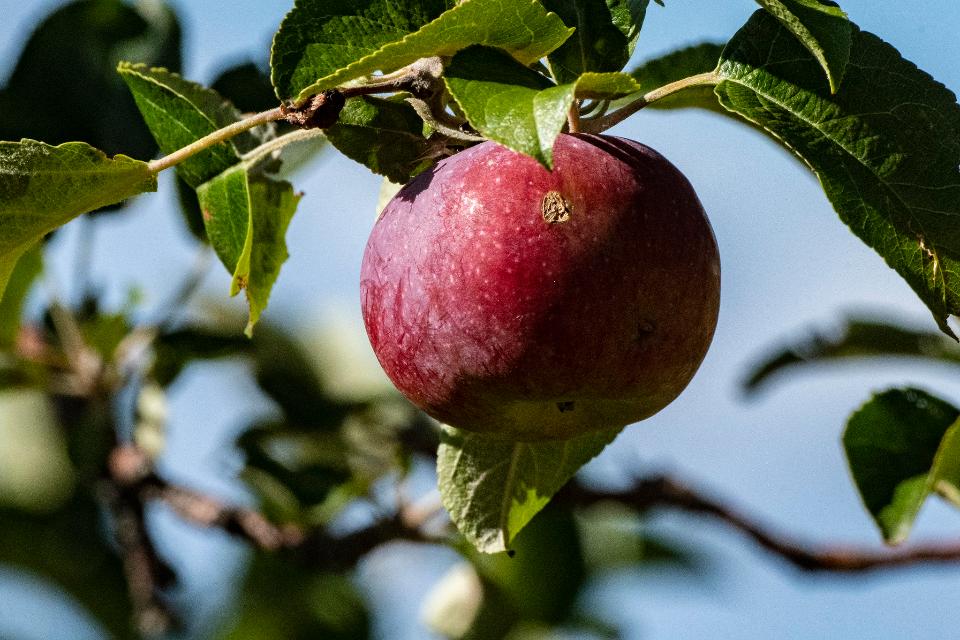 Free download high resolution image - free image free photo free stock image public domain picture  fresh and juicy apples ready for harvest