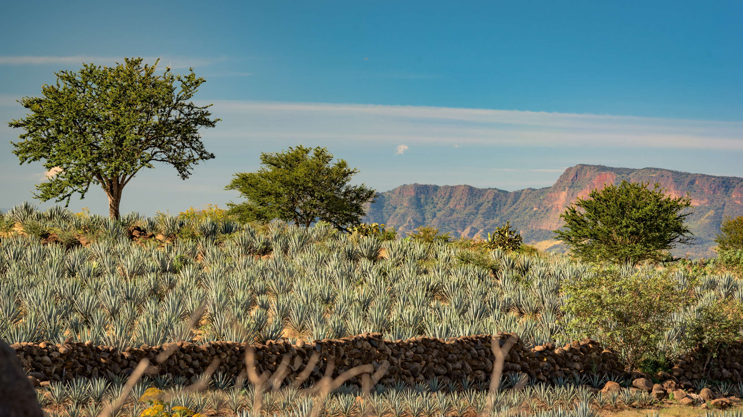 Free download high resolution image - free image free photo free stock image public domain picture -Land of agavera farms