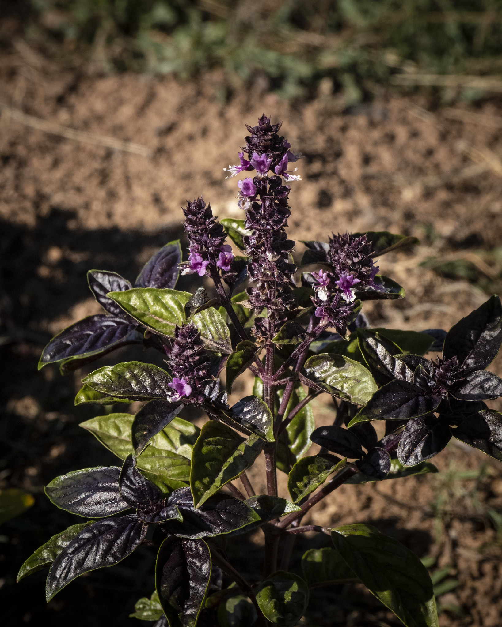 Free download high resolution image - free image free photo free stock image public domain picture -Basil