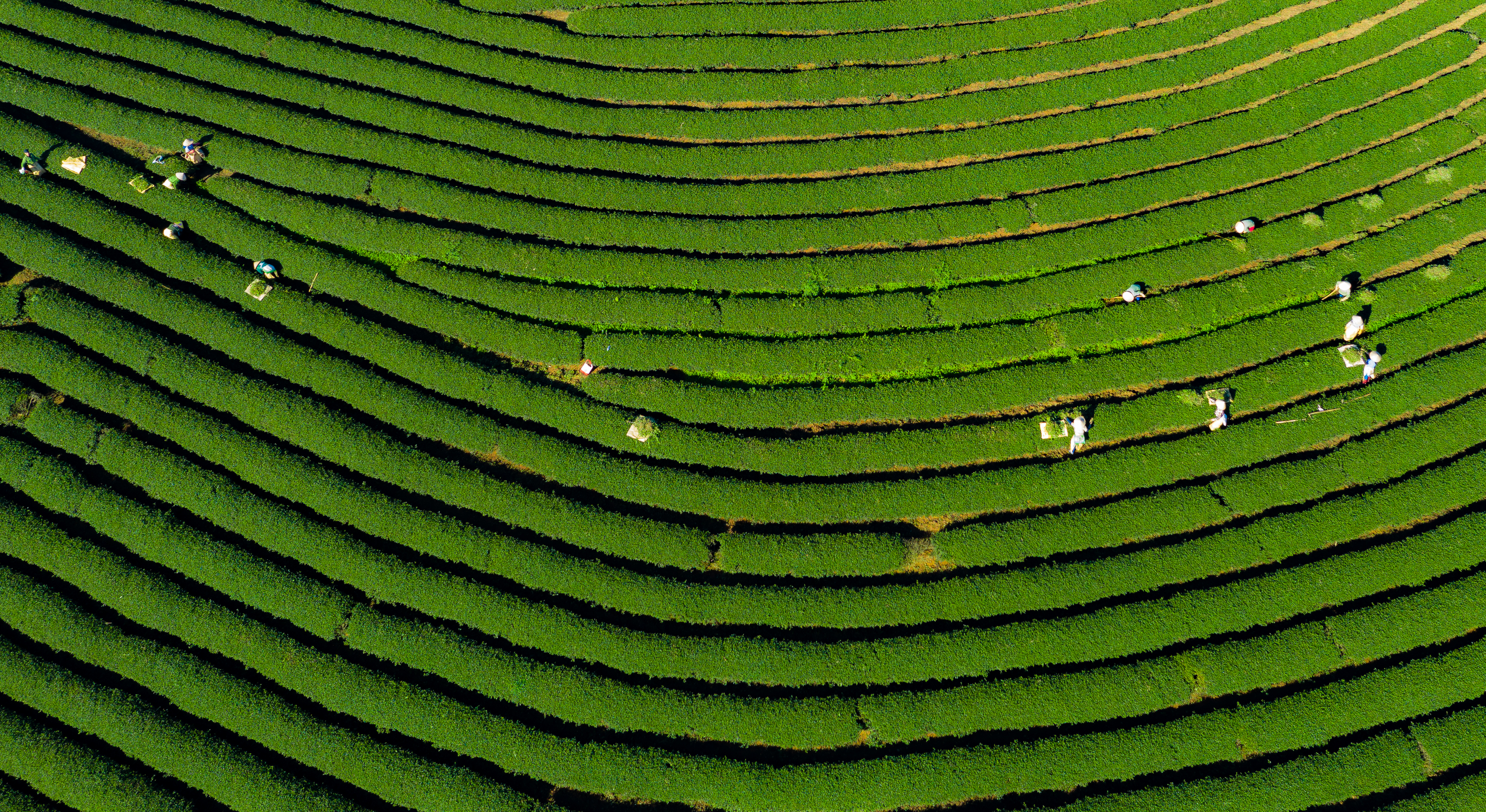 Free download high resolution image - free image free photo free stock image public domain picture -Beautiful Tam Chau green tea hill farm